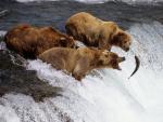 3Brown_Bears