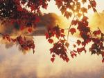 Autumn_Mist