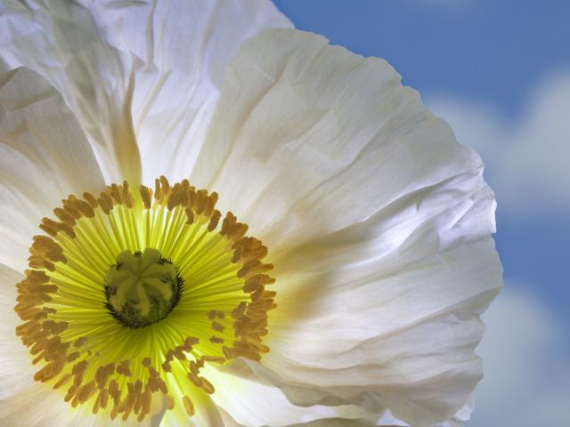 White_Poppy