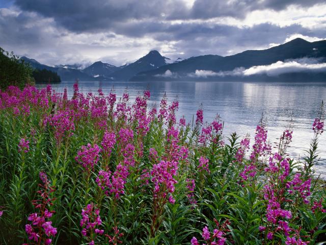 Fireweed_Kenai_Fjords