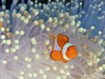 Clown_Anemonefish