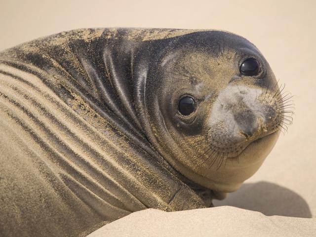 Elephant_Seal