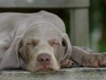 Weimaraner_Puppy