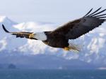 Soaring_Eagle