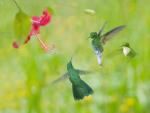 Hummingbirds