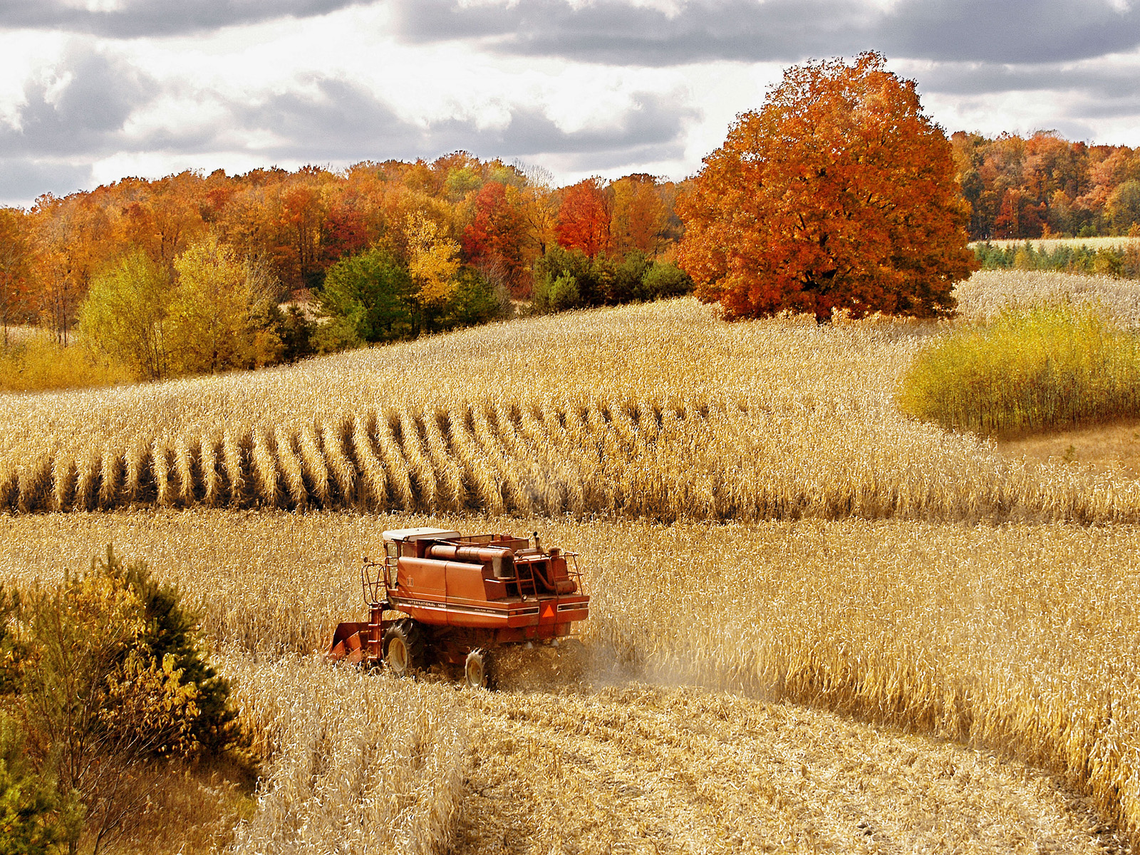 Autumn_Corn