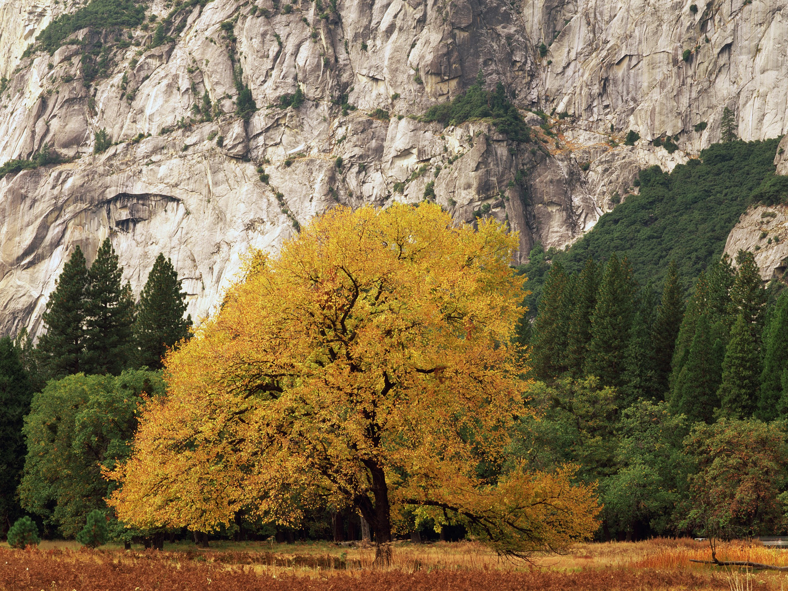 Golden_Tree