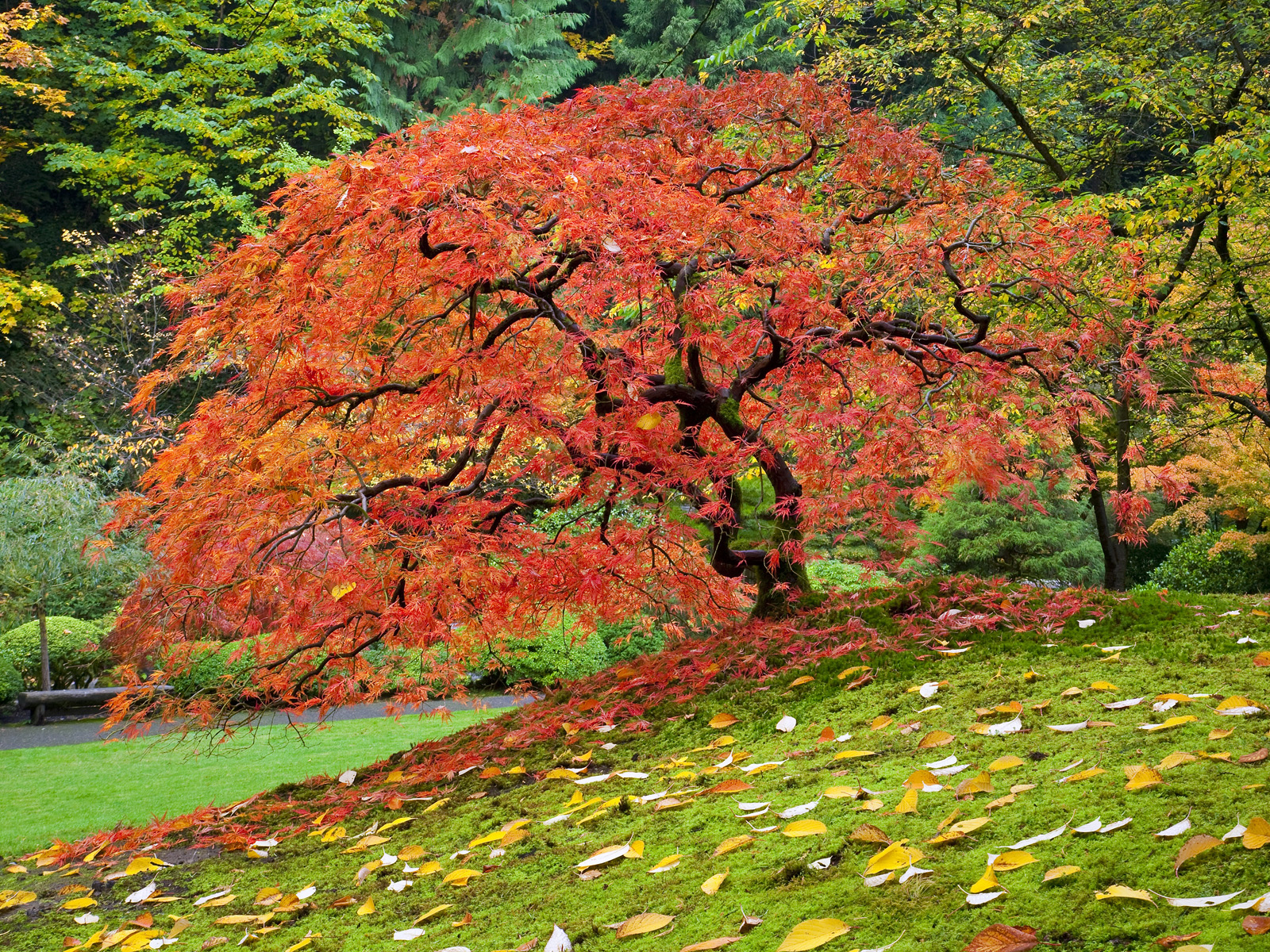 Japanese_Maple_01