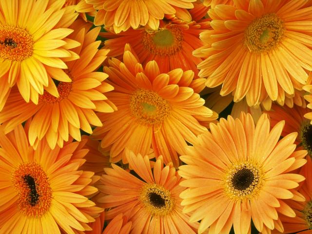 Orange_Gerber_Daisies