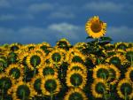 Sunflower_Field