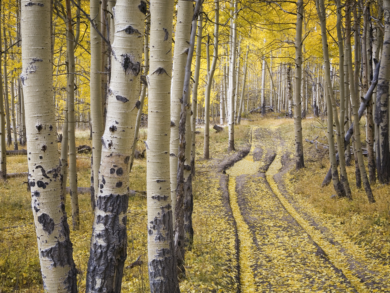 Quaking_Aspens_San