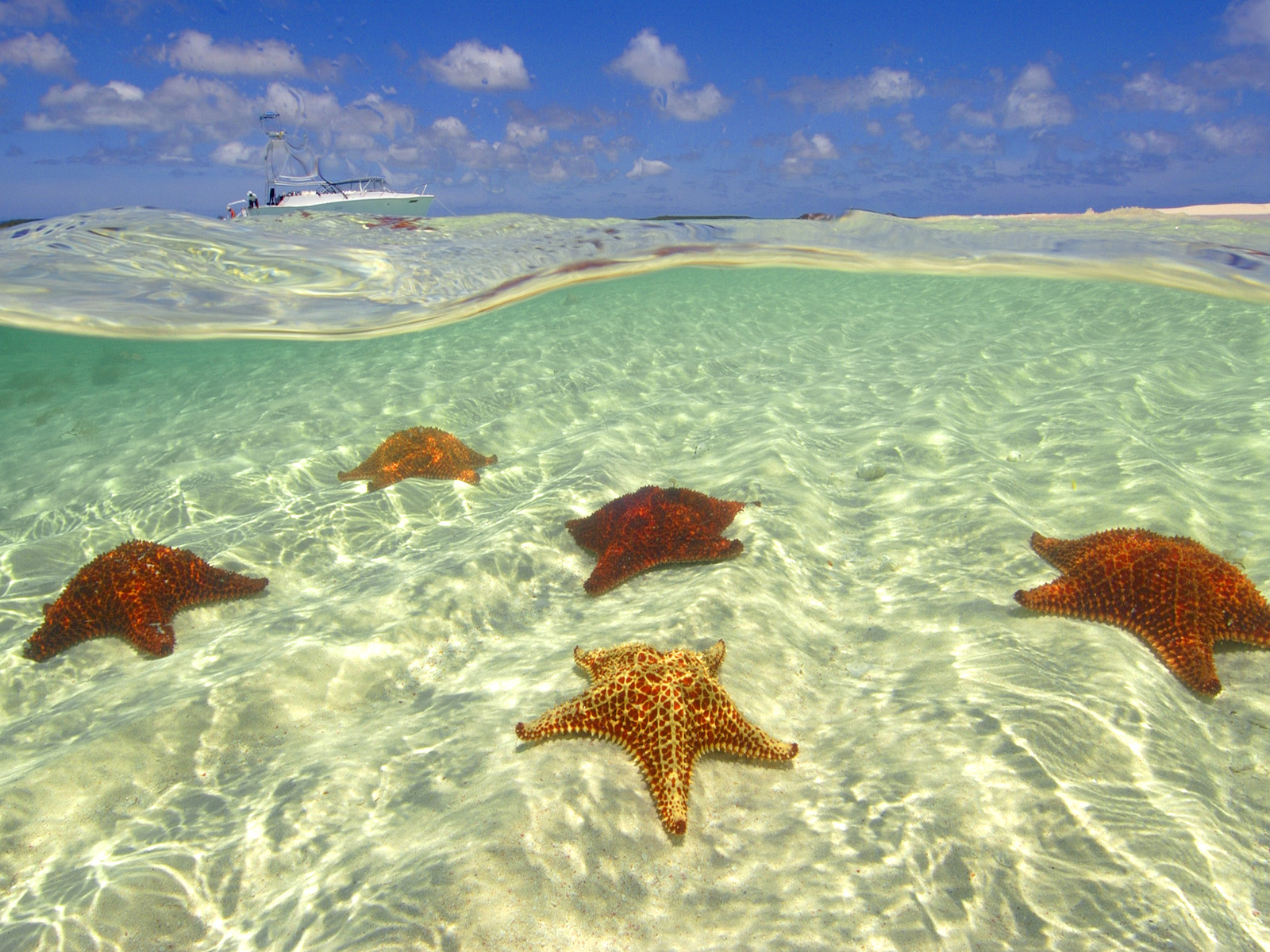 Cushion_Sea_Stars