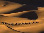 Dromedary_Camel