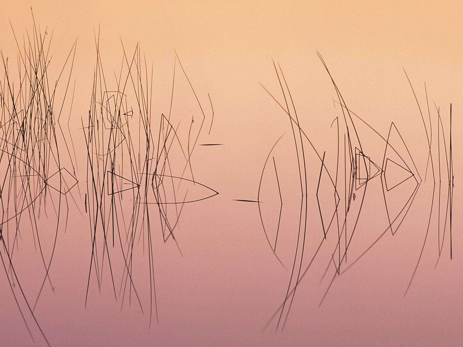 Hardsten_Bulrush_Lake