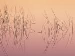 Hardsten_Bulrush_Lake