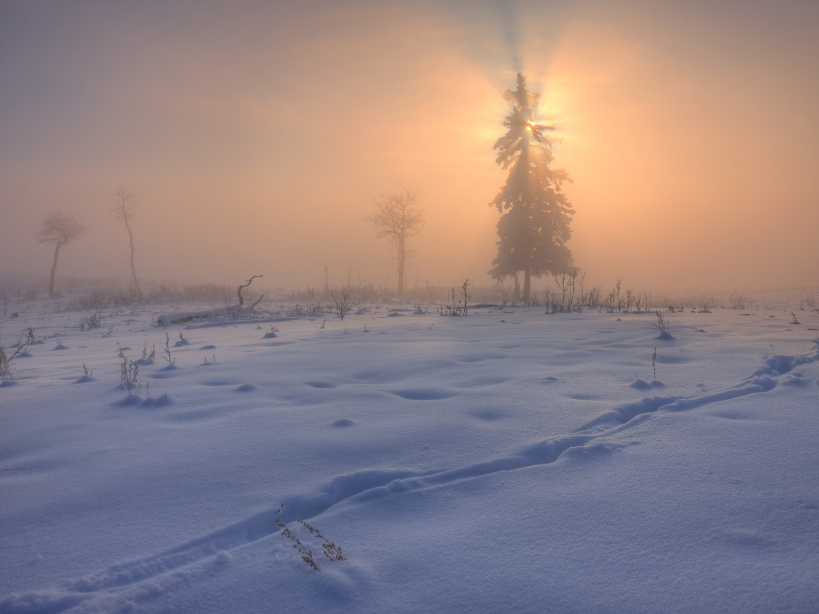 Spruce_Tree