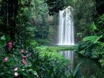 Millaa_Millaa_Falls