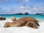 Galapagos_Sea_Lions