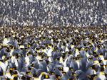 King_Penguin_Colony