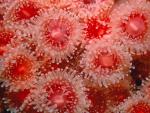 Sea_Anemones