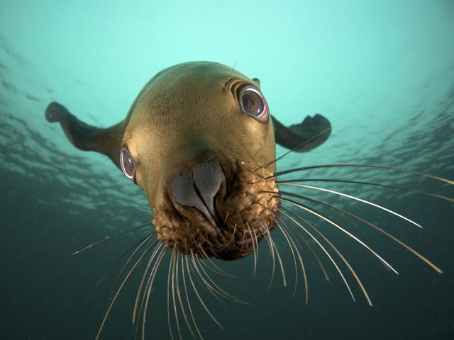 Underwater_Sea_Lion