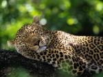 Sleeping_Leopard