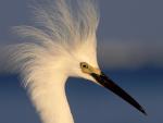 Snowy_Egret_Florida