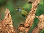 Versicolored_Barbet