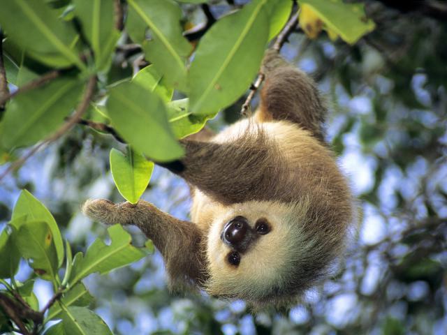 Hoffmanns_Two-Toed_Sloth