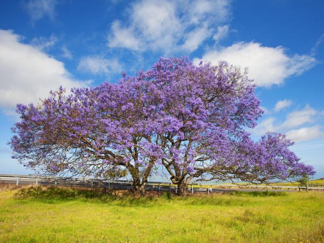 Blooming_Trees