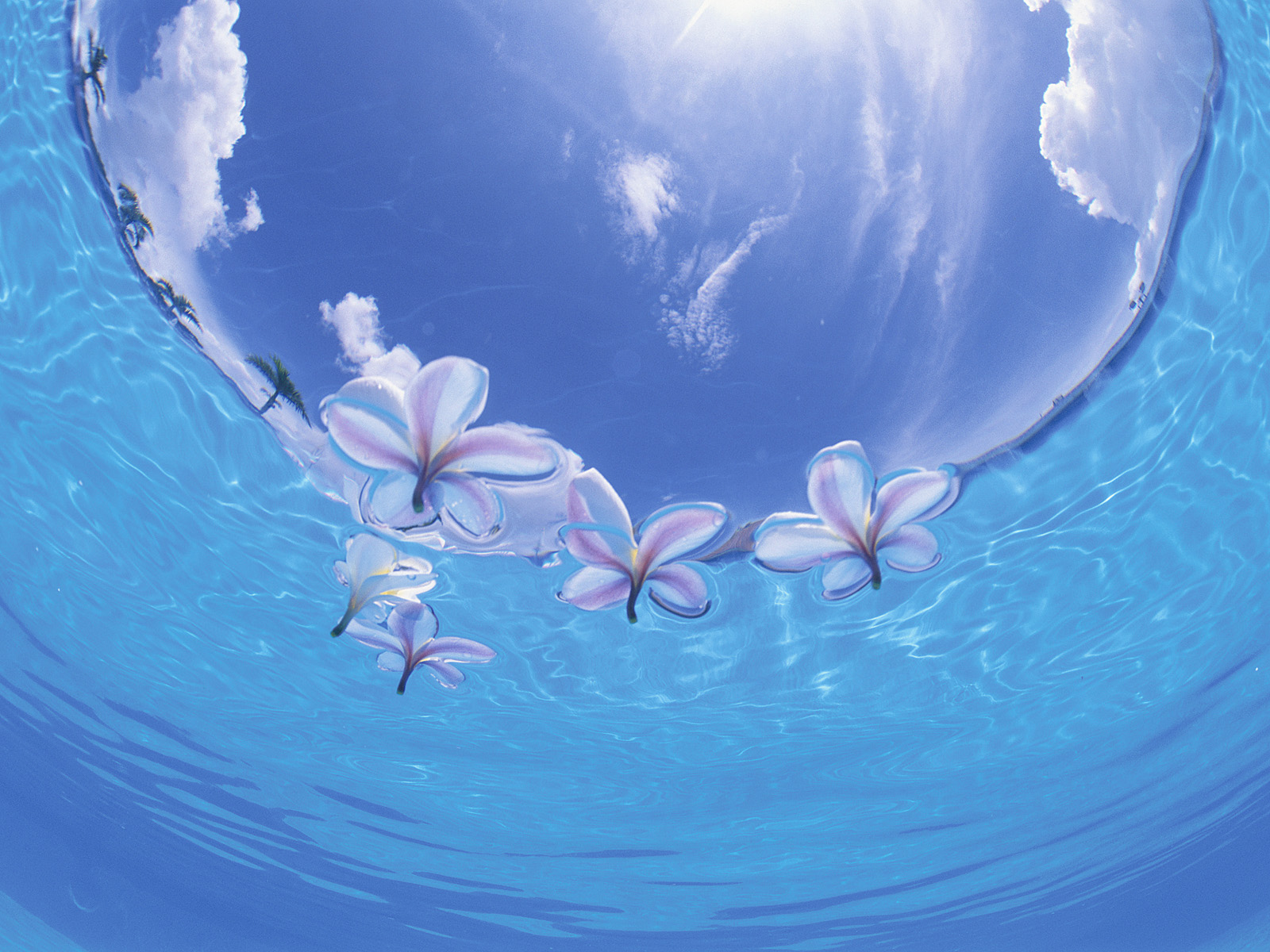 Frangipani_Okinawa