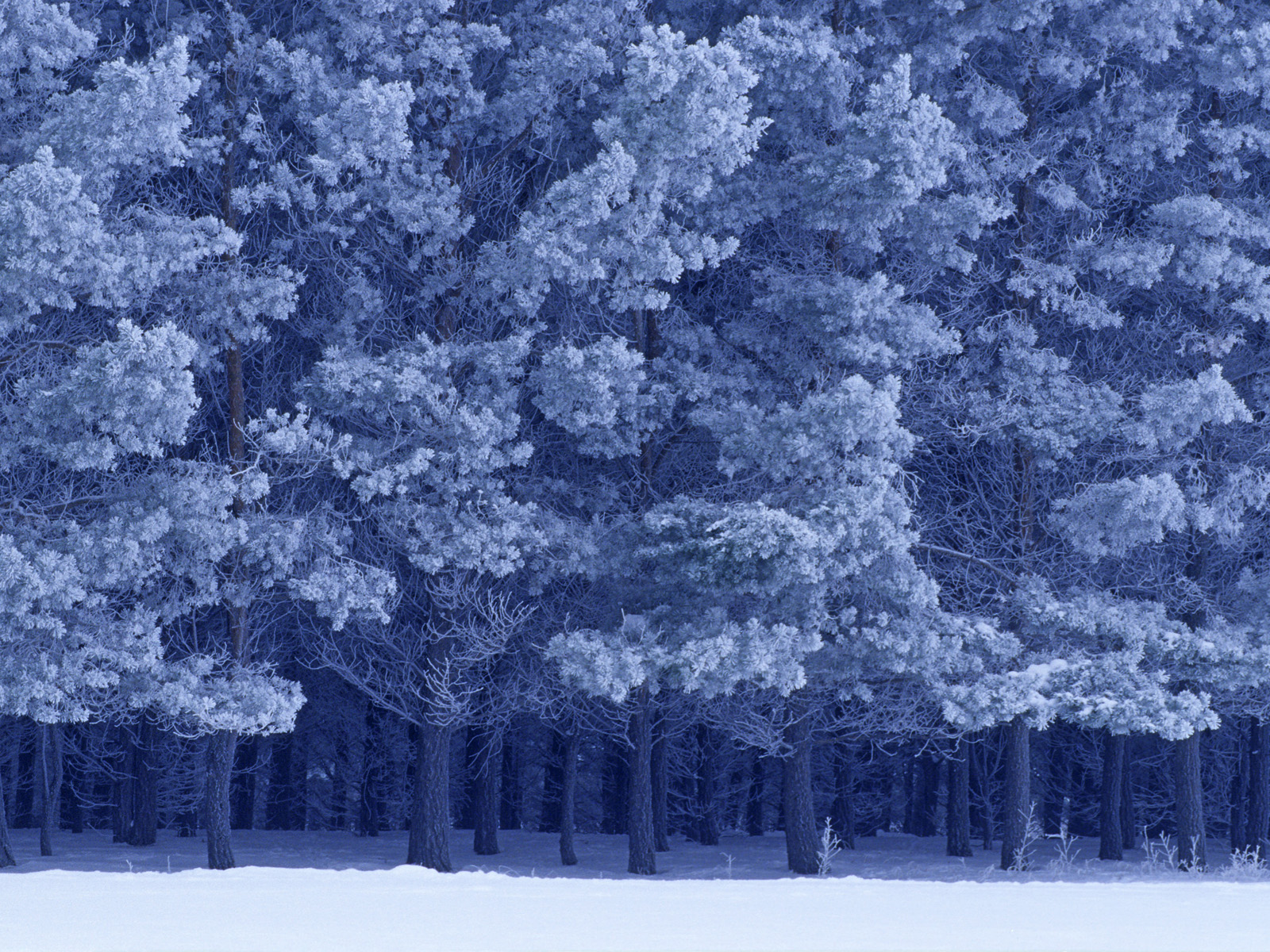 Scots_Pines