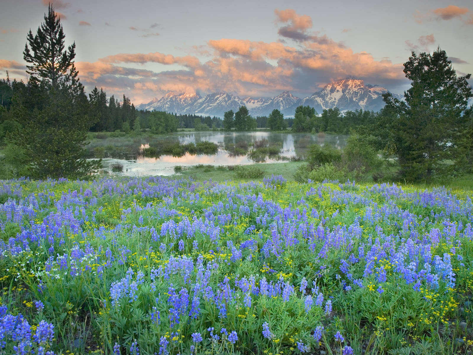 Wildflowers_Grand_Teton
