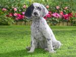 Pointer_Puppy