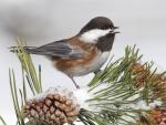 Chestnut-Backed_Chickadee