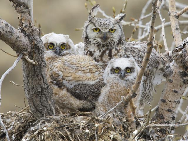 Great_Horned_Owl