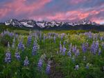 Alpine_Meadow