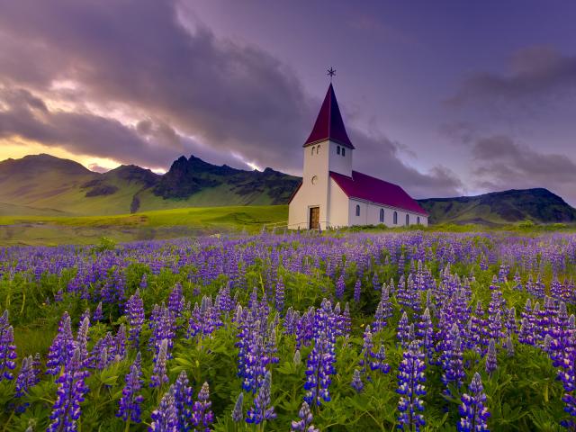 Lupins_at_Sunset