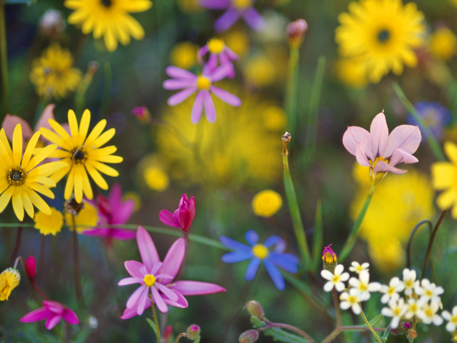 Wildflowers_02