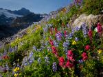 Wildflowers_03