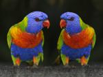Rainbow_Lorikeets