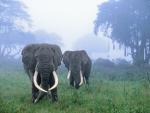 African_Elephants