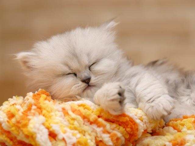 Chinchilla_Kitten