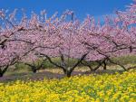 Spring_Trees