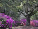 Live_Oak_and_Azeleas