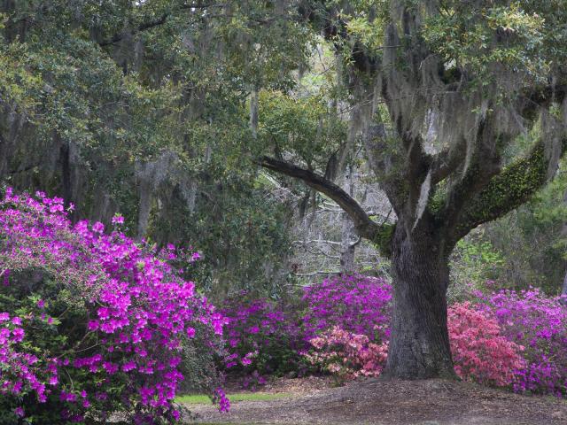 Live_Oak_and_Azeleas