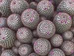 Pincushion_Cactus