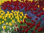 Spring_Tulips