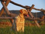 Yellow_Labrador_Retriever