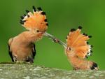 Eurasian_Hoopoe_Pair